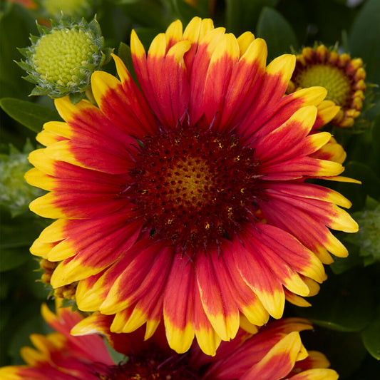 Gaillardia 'Guapa Tango Bicolour'