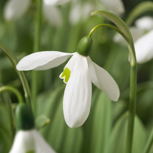Galanthus 'Mount Everest'