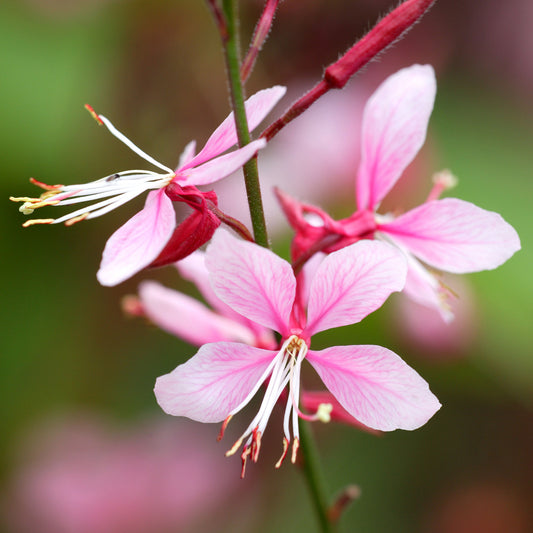 Oenothera 'Siskiyou Pink'
