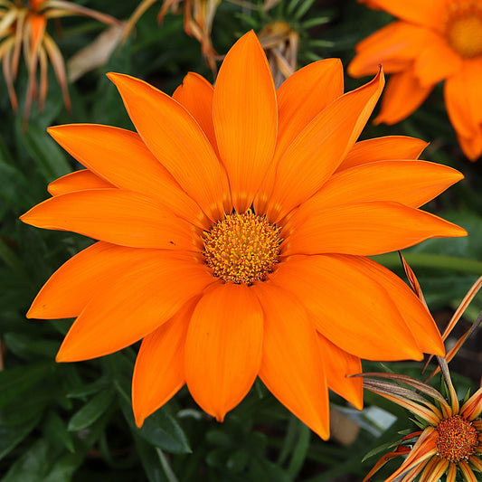 Gazania Clear Orange Bedding Plants