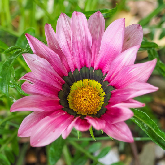Gazania Pink Shades Bedding Plants