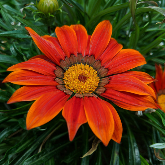 Gazania Red Shades Bedding Plants