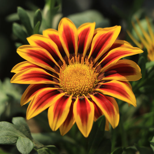 Gazania Tiger Stripe Bedding Plants