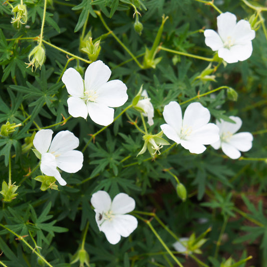Geranium 'Album'