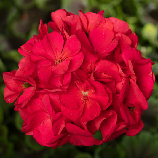 Geranium Bullseye Cherry Bedding Plants