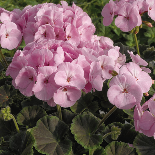 Geranium Bullseye Light Pink Bedding Plants