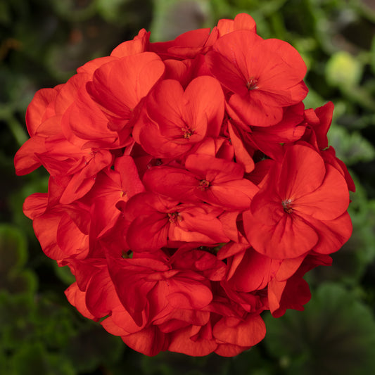 Geranium Bullseye Red Bedding Plants
