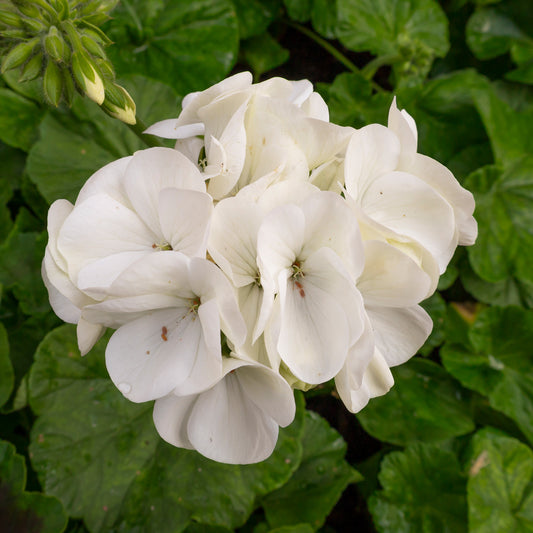 Geranium Bullseye White Bedding Plants