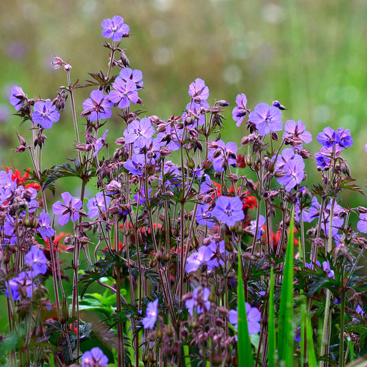 Geranium 'Dark Reiter'