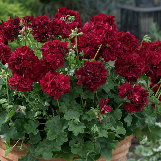 Geranium Ivy Leaf Dark Red Basket Plants
