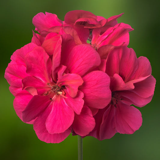 Geranium Ivy Leaf Marimba Basket Plants