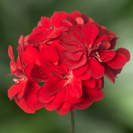 Geranium Ivy Leaf Maxime Basket Plants