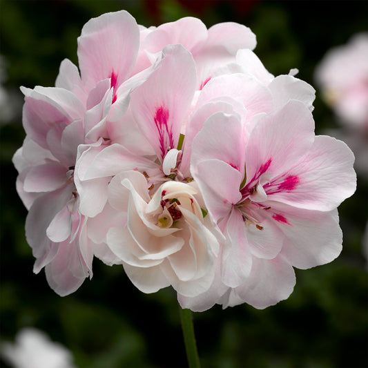 Geranium Ivy Leaf White Blush Basket Plants