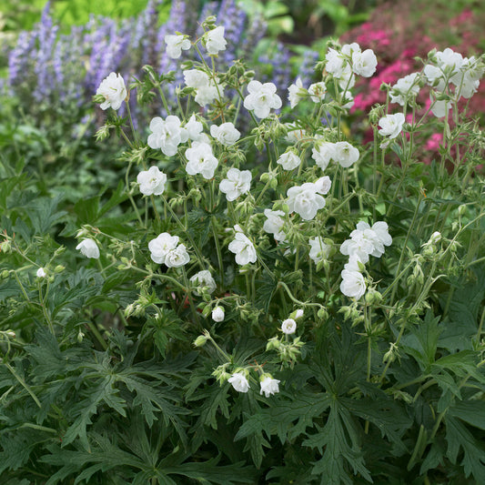 Geranium 'Laura'