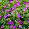 Geranium 'Max Frei'