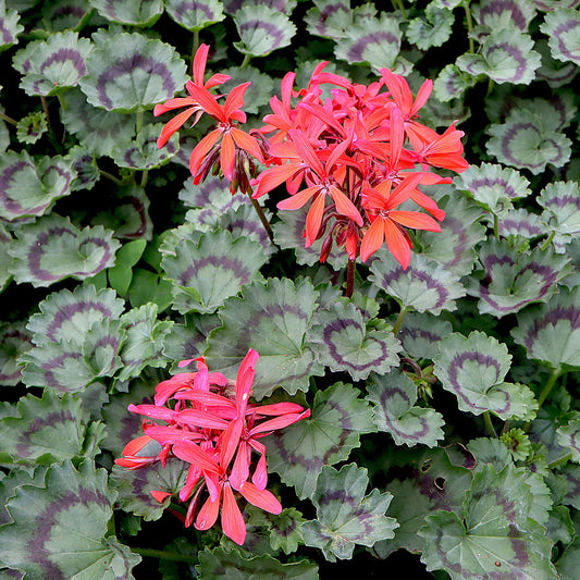 Geranium Variegated Distinction Bedding Plants