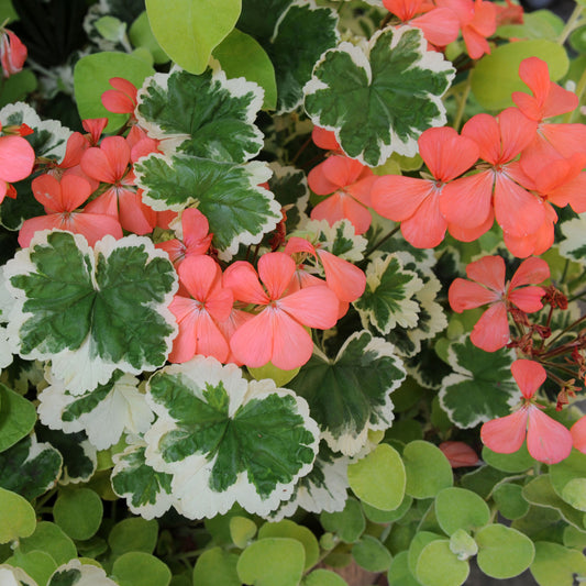 Geranium Variegated Frank Headley Bedding Plants