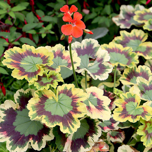 Geranium Variegated Mrs Pollock Bedding Plants