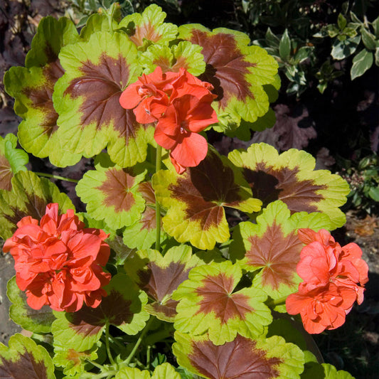 Geranium Variegated Occold Shield Bedding Plants