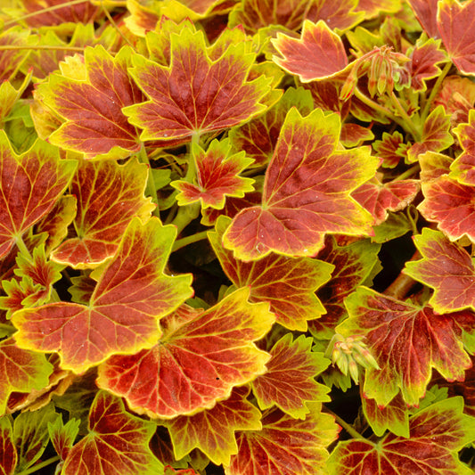 Geranium Variegated Vancouver Centennial Bedding Plants