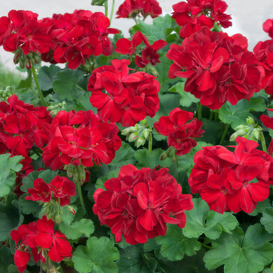 Geranium Zonal Dark Red Bedding Plants