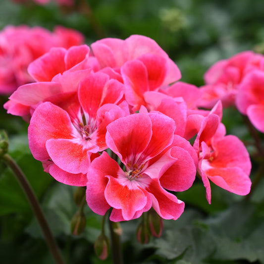 Geranium Zonal Hot Pink Bedding Plants