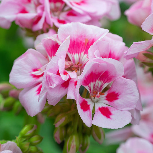 Geranium Zonal Light Pink Splash Bedding Plants