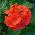 Geranium Zonal Orange Bedding Plants