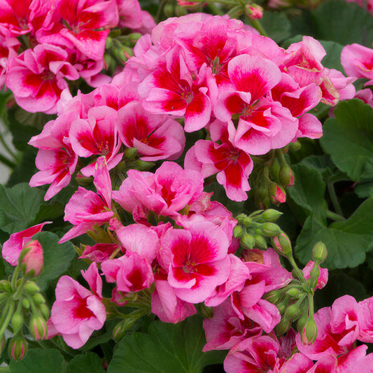 Geranium Zonal Pink Splash Bedding Plants