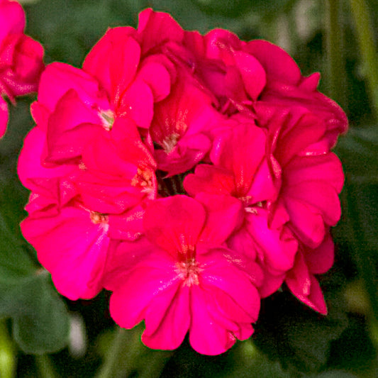 Geranium Zonal Purple Rose Bedding Plants