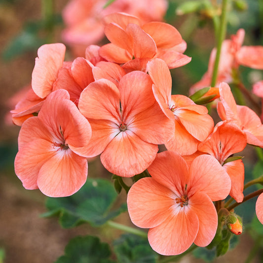 Geranium Zonal Salmon Bedding Plants