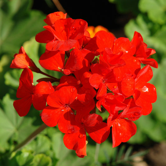 Geranium Zonal Scarlet Bedding Plants