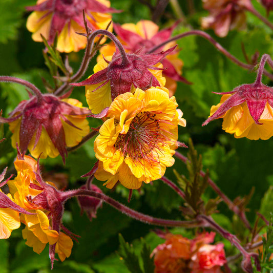 Geum 'Can Can'