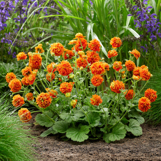 Geum 'Orange Pumpkin'