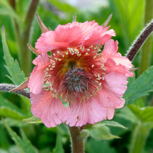 Geum 'Pink Fluffy'