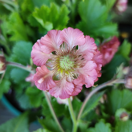 Geum 'Pink Petticoats'