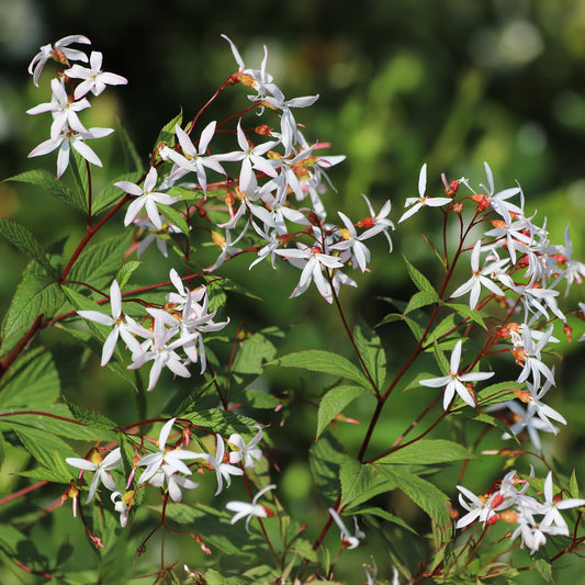 Gillenia trifoliata
