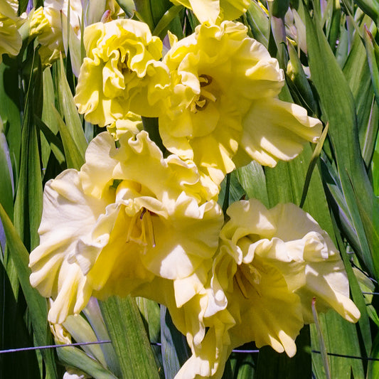 Gladioli 'Happy Touch'