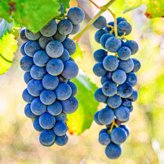 Grape 'Cabernet Cantor'