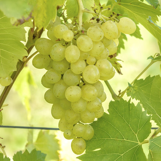 Grape 'Phoenix'