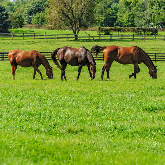 Horse Paddock Grass Seed