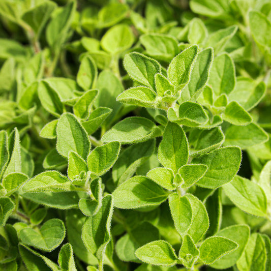 Oregano Greek