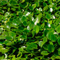 Griselinia littoralis