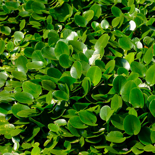 Griselinia littoralis