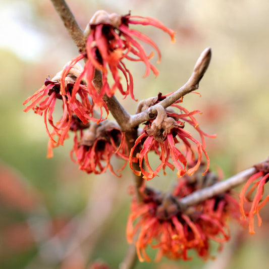 Hamamelis 'Diane'