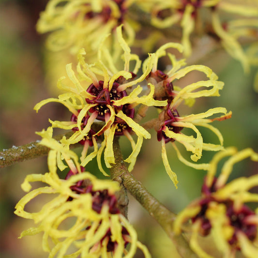 Hamamelis 'Pallida'