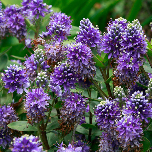 Hebe 'Autumn Glory'