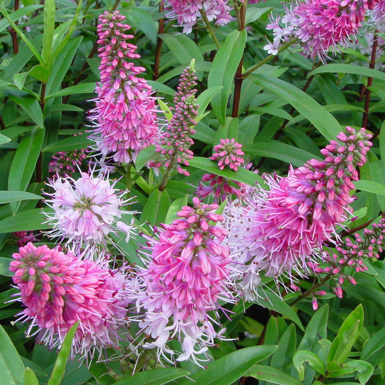Hebe Great Orme Shrubby Veronica Gardeners Dream hebe-great-orme-shrubby-veronica-gardeners-dream