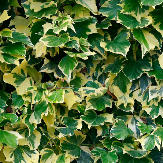 Hedera 'Goldchild'