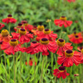 Helenium 'Moerheim Beauty'
